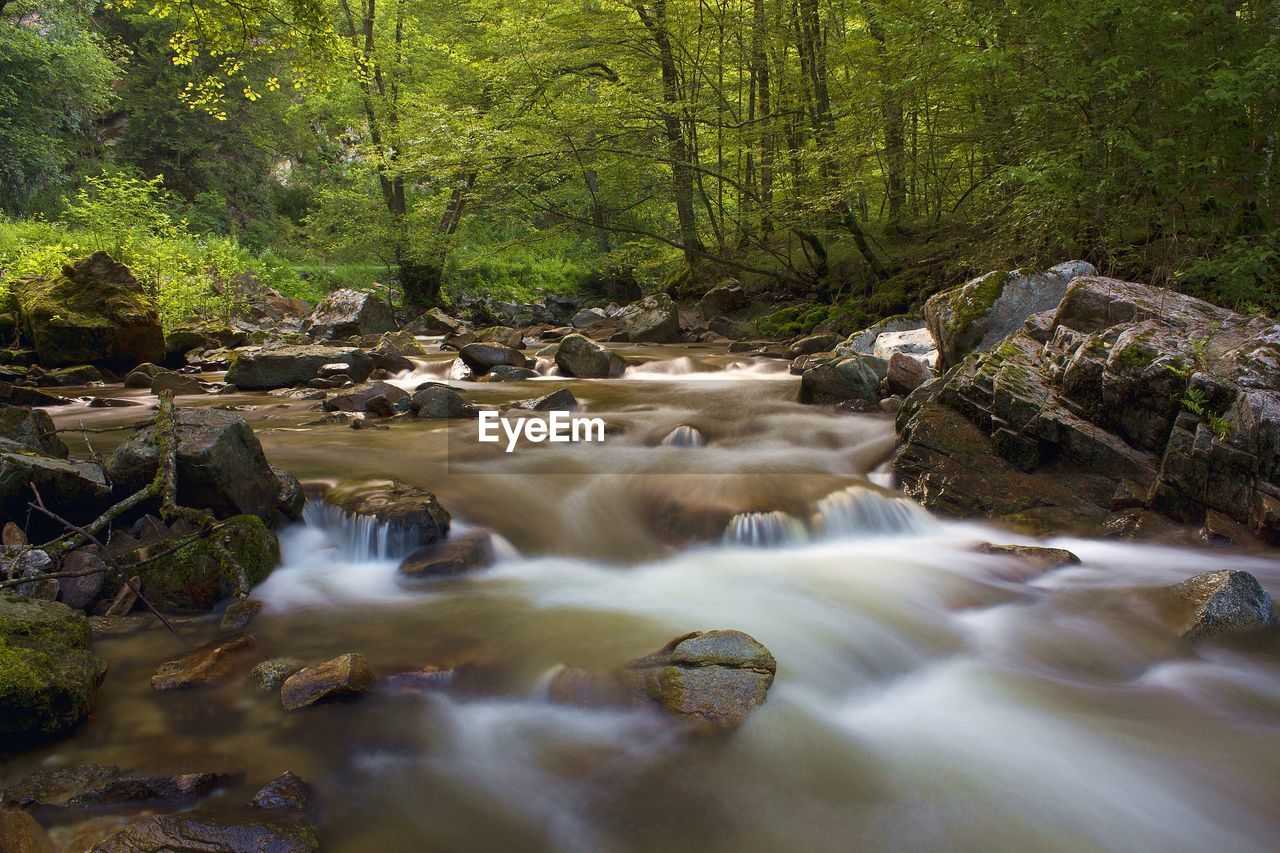 Surface level of stream flowing in forest