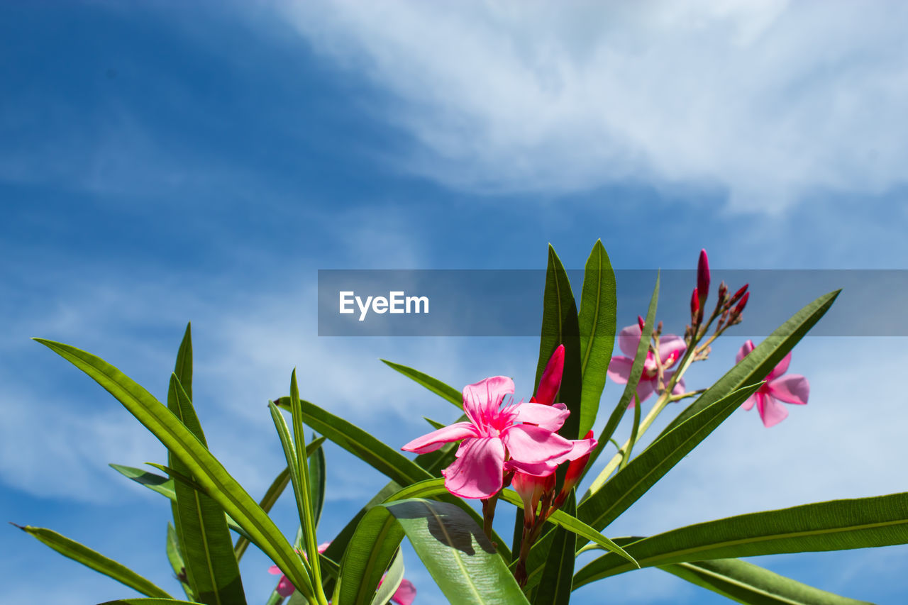 Close-up of pink flowering plant against cloudy sky