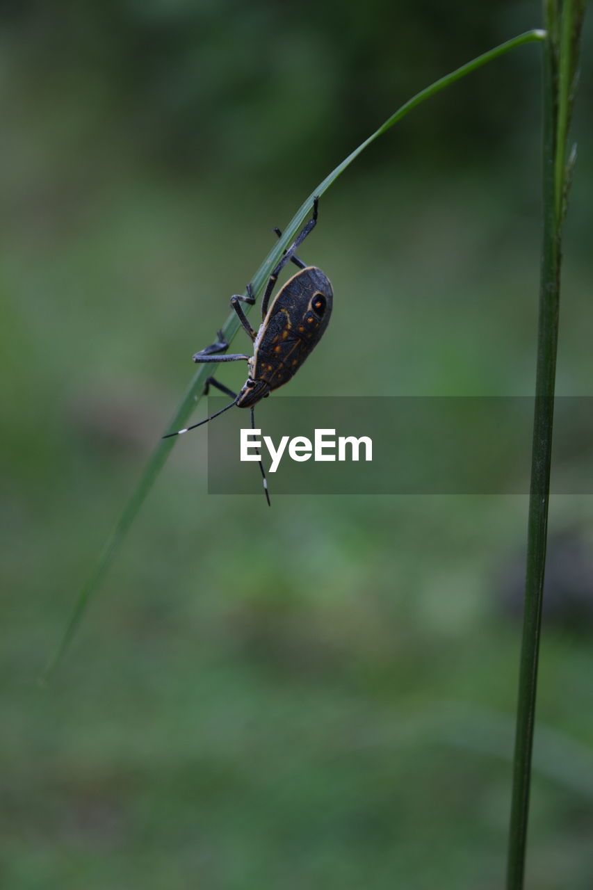 CLOSE-UP OF INSECT ON A PLANT