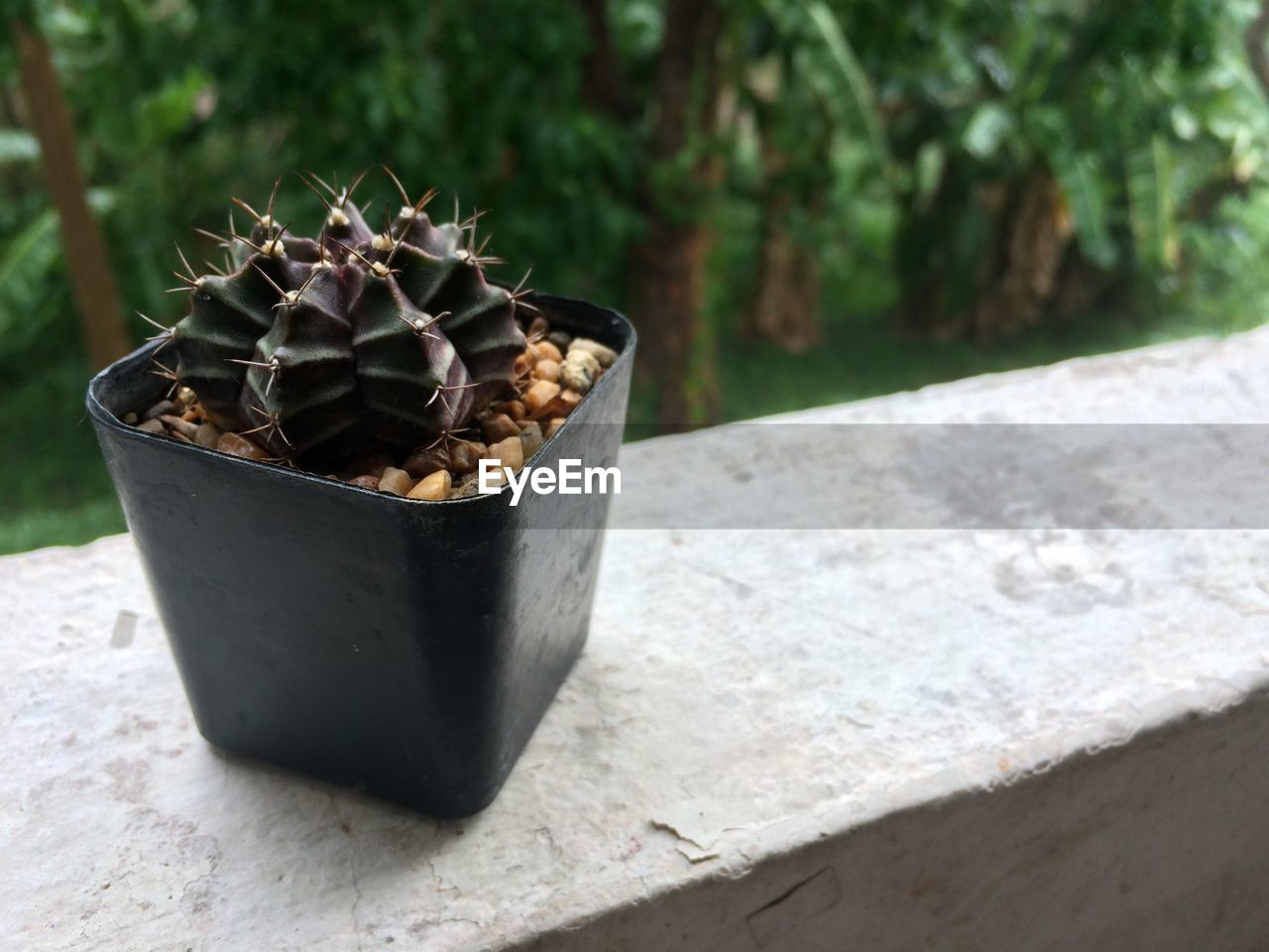 CLOSE-UP OF POTTED PLANT ON TABLE OUTDOORS