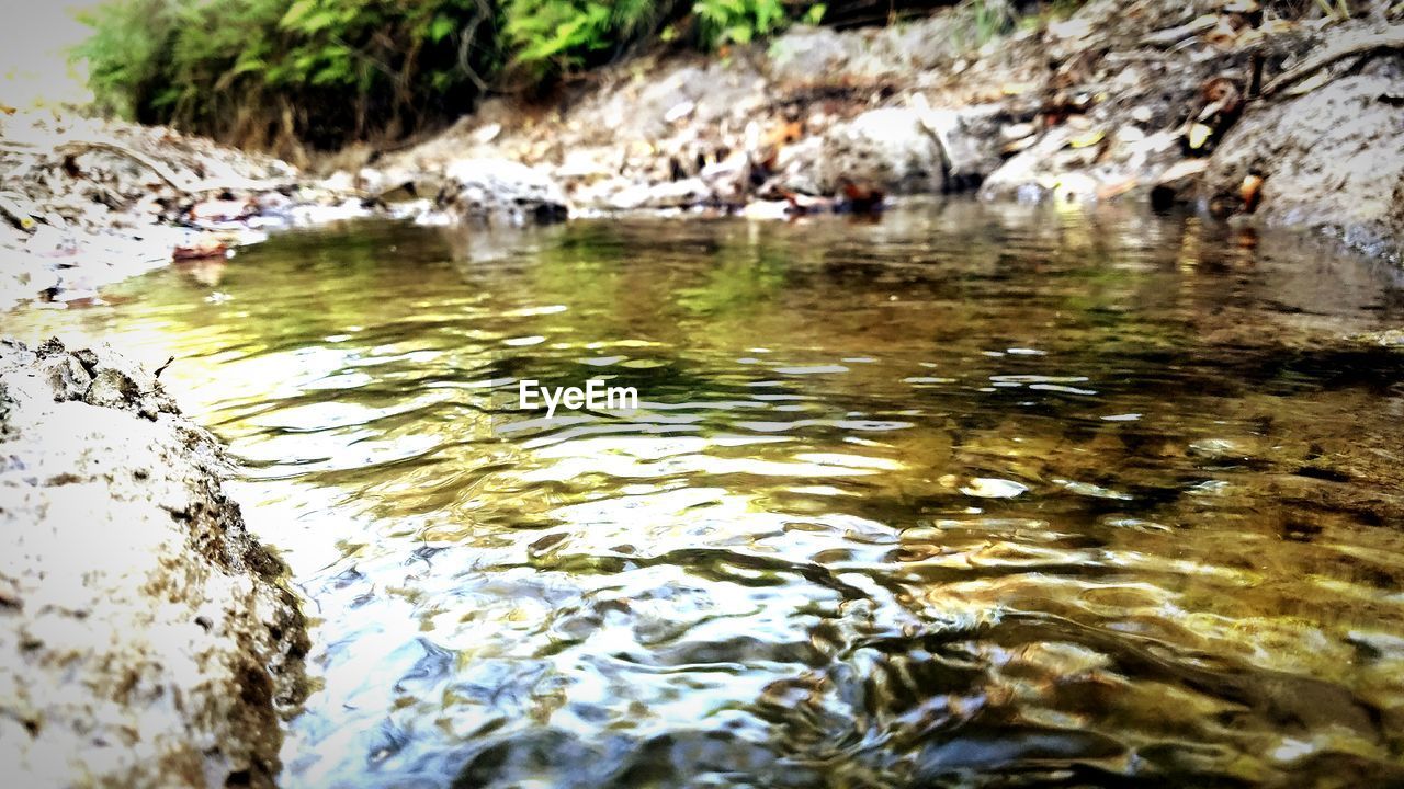 VIEW OF DUCKS IN WATER