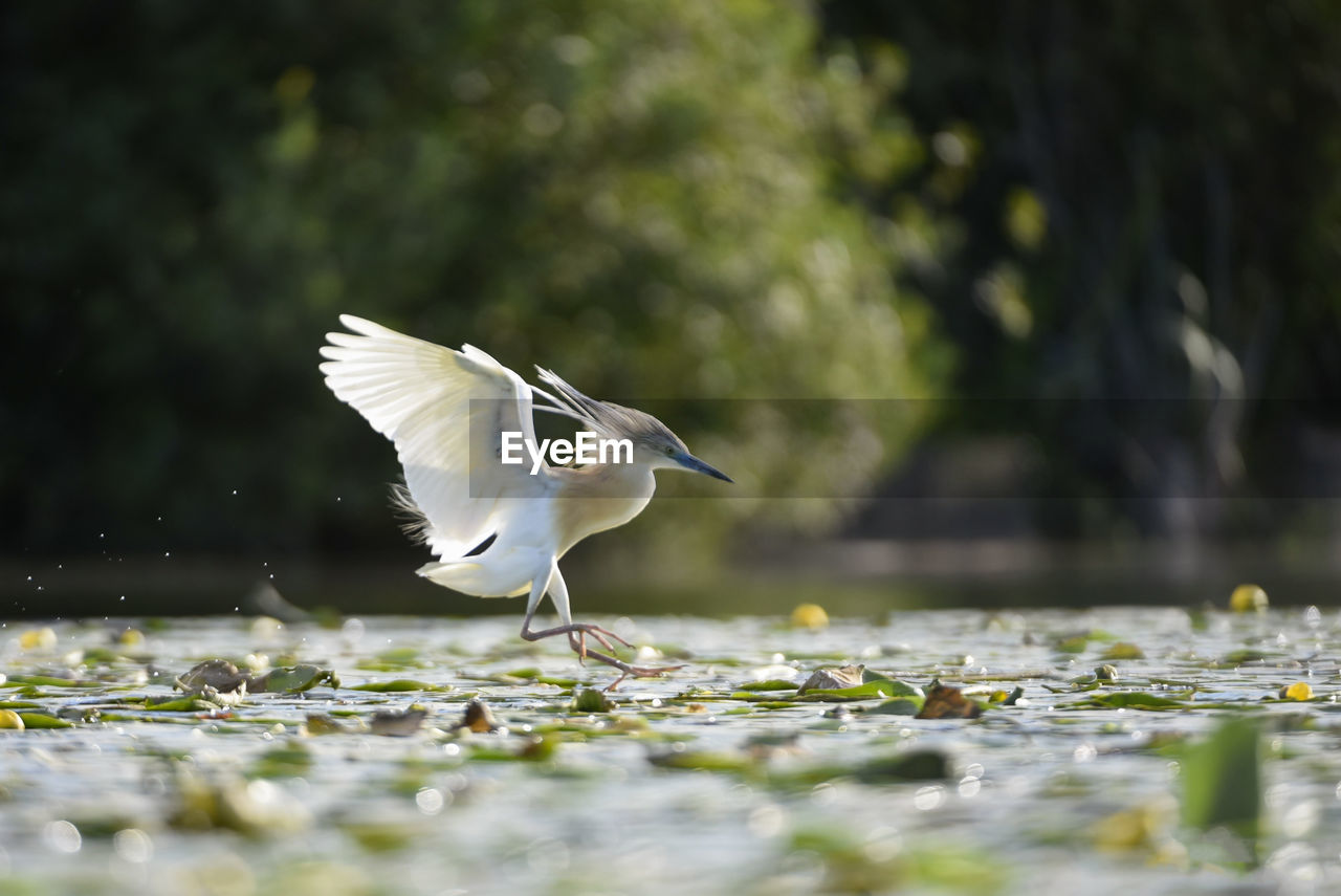 BIRD FLYING OVER THE WATER