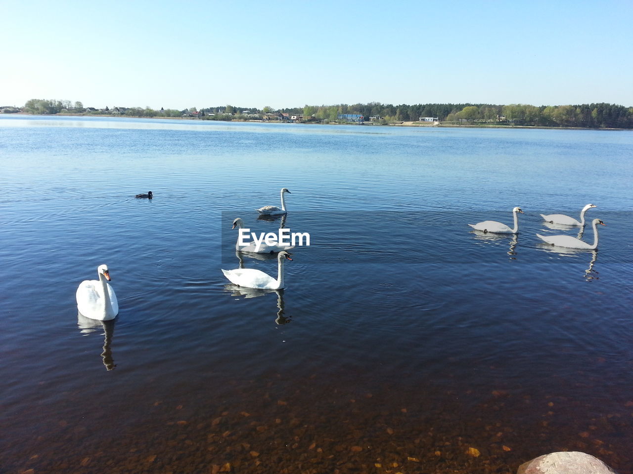 Swans swimming in lake against sky