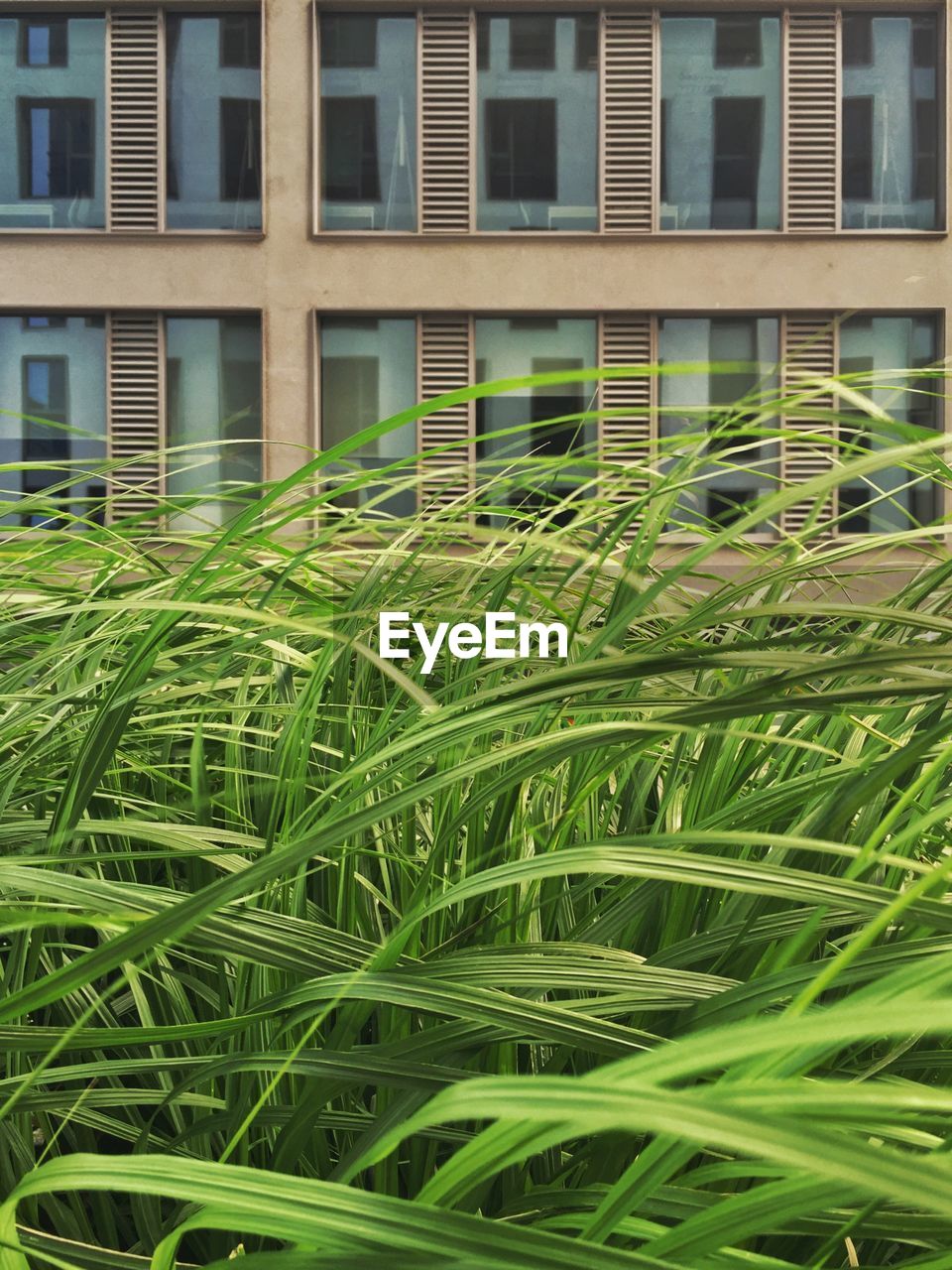 Close-up of grass growing in front of building