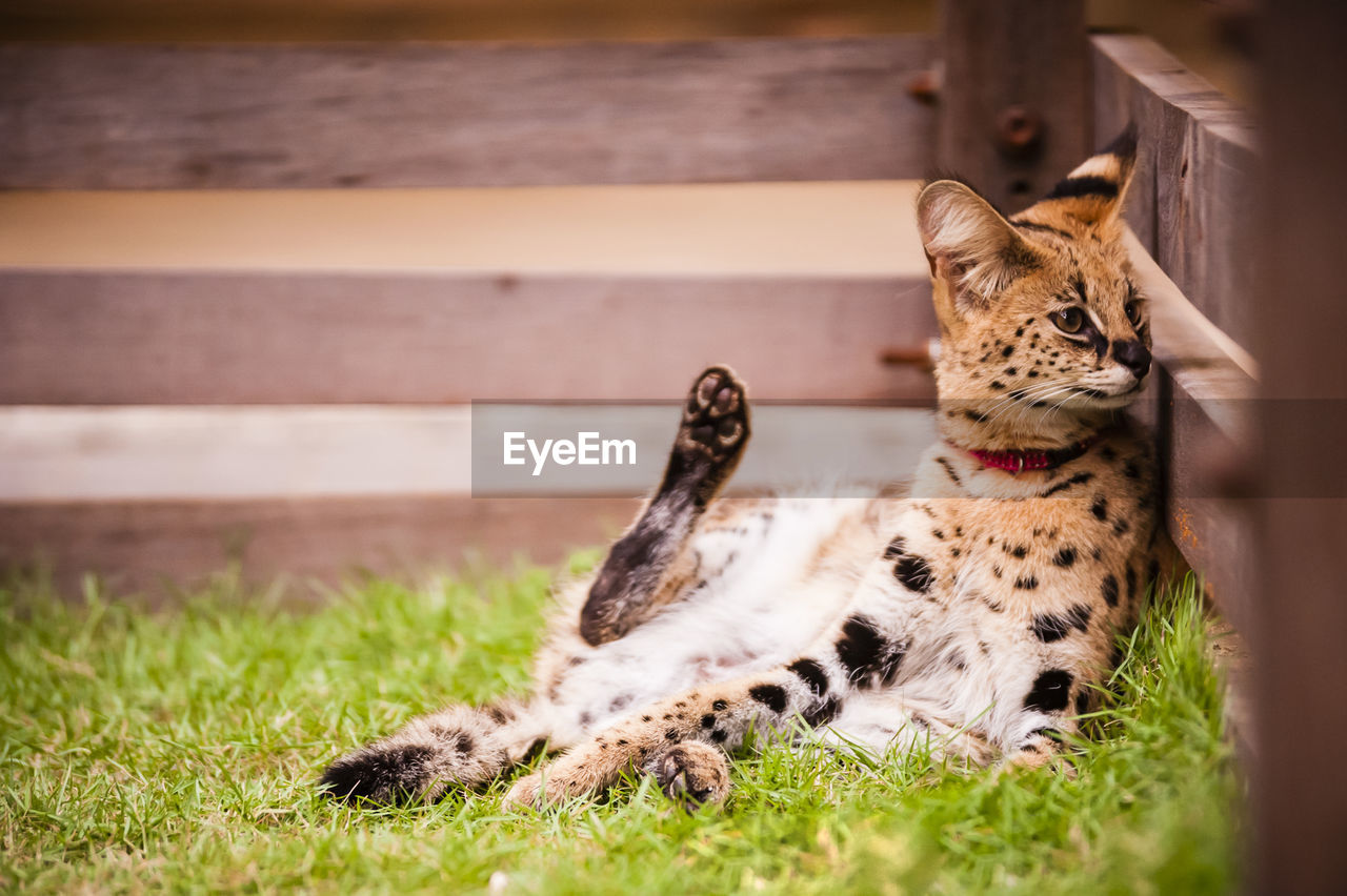 Close-up of wild cat looking away while sitting on grass at zoo