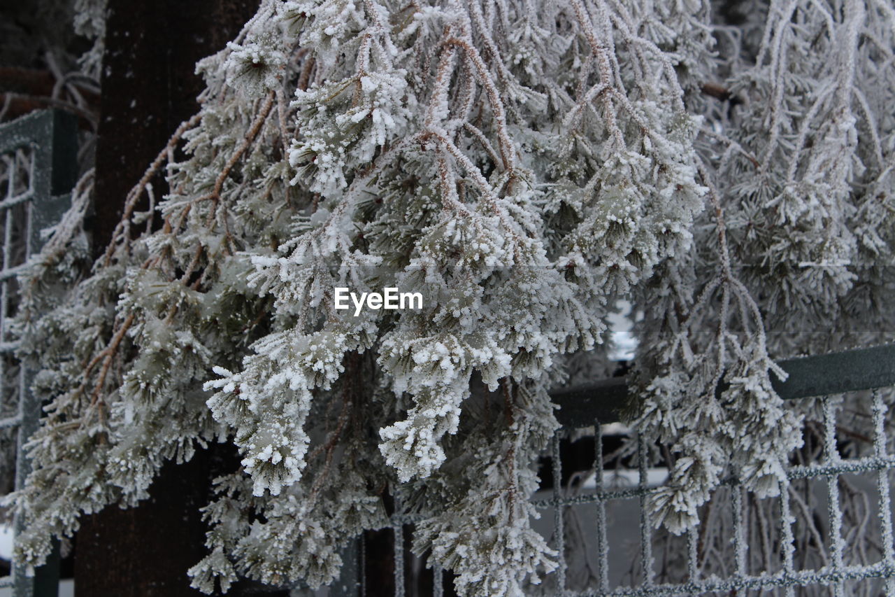 CLOSE-UP OF SNOW ON ROCK AGAINST TREES