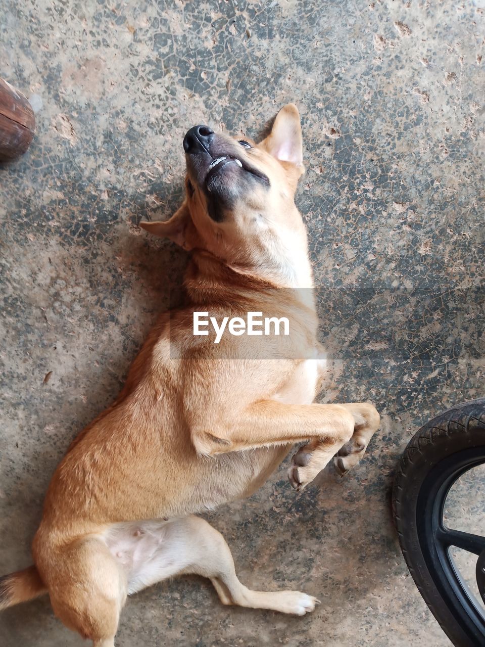 HIGH ANGLE VIEW OF DOG RELAXING ON CAR OUTDOORS