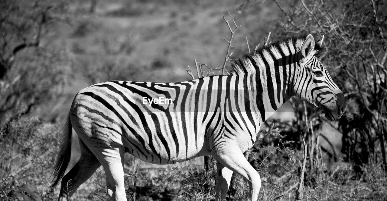 SIDE VIEW OF A ZEBRA ON FIELD