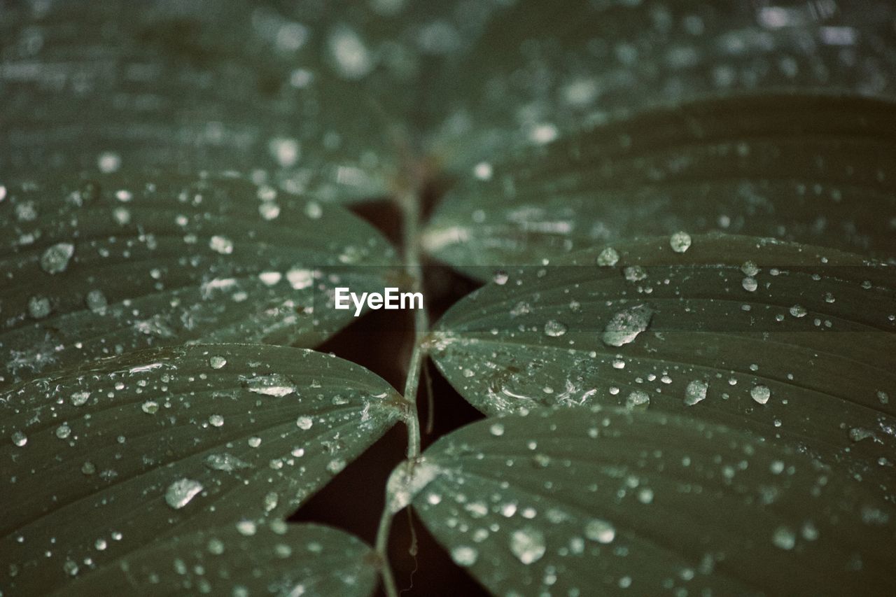 Close-up of raindrops on leaves