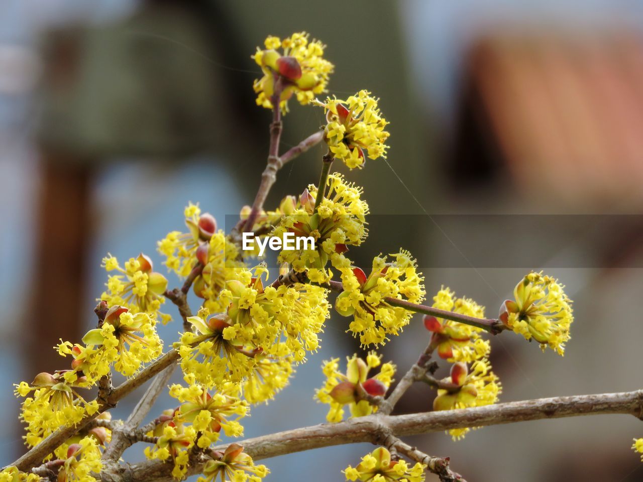 Close-up of yellow flowering plant