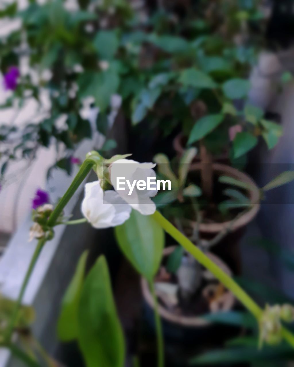 CLOSE-UP OF WHITE FLOWERING PLANTS OUTDOORS