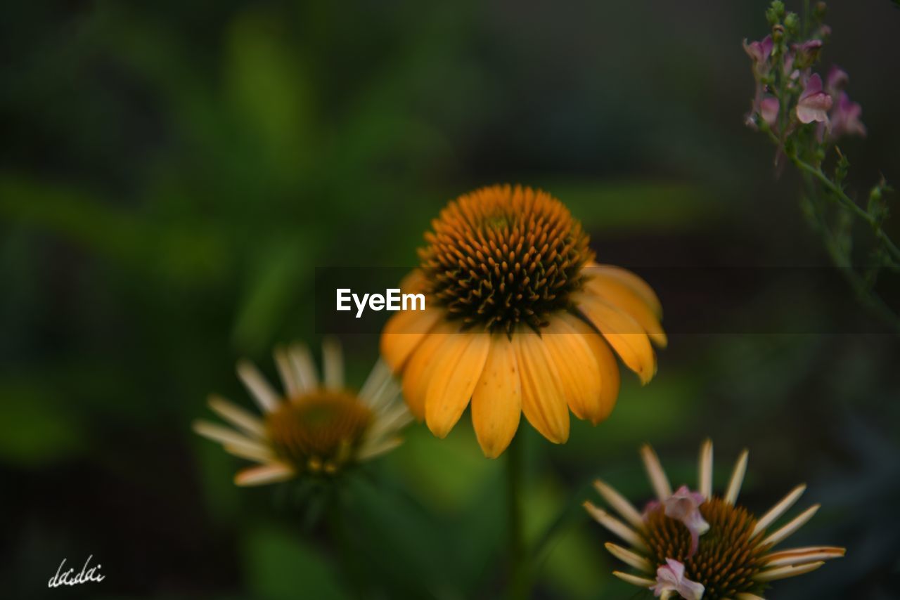 CLOSE-UP OF FRESH YELLOW CONEFLOWER BLOOMING OUTDOORS