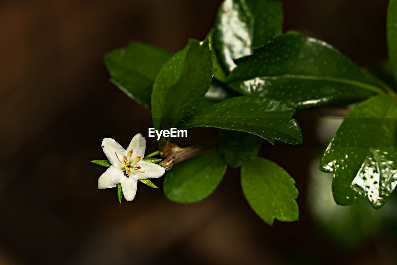 Close-up of white flowering plant