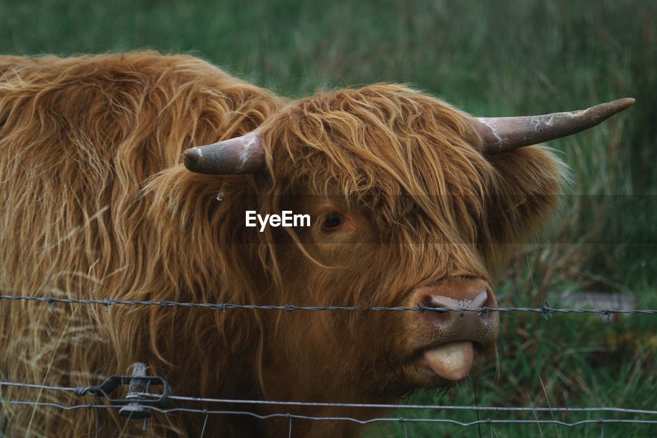 View of cattle by barbed wire on field