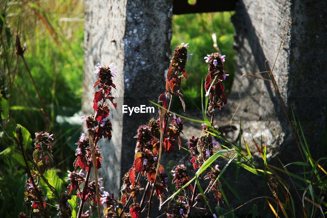 Close-up of flowering plants on land