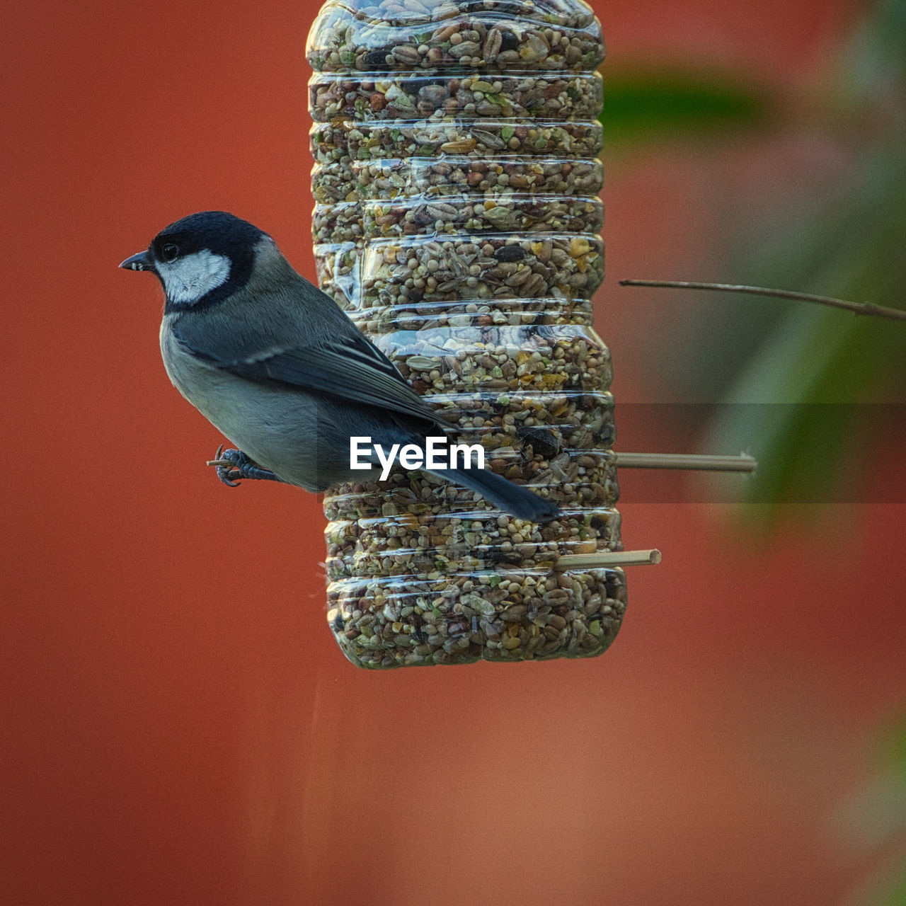 CLOSE-UP OF A BIRD PERCHING ON A FEEDER