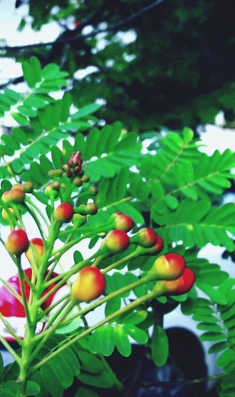 CLOSE-UP OF RED FRUIT ON TREE