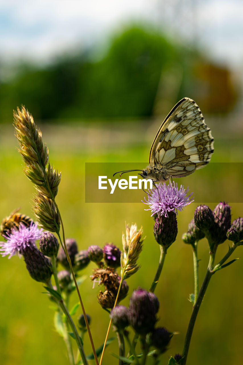 Close-up of butterfly pollinating on purple flower