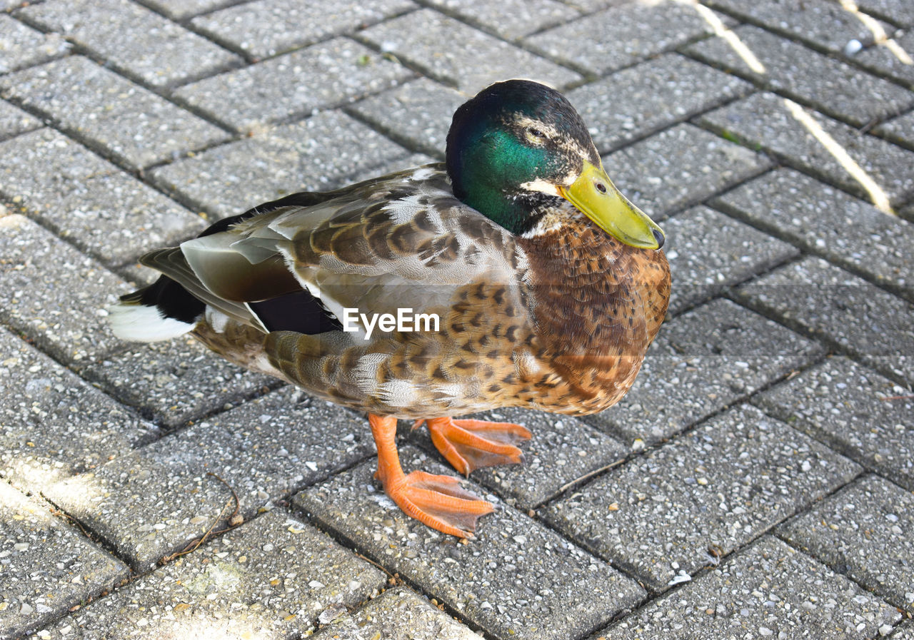 HIGH ANGLE VIEW OF A DUCK