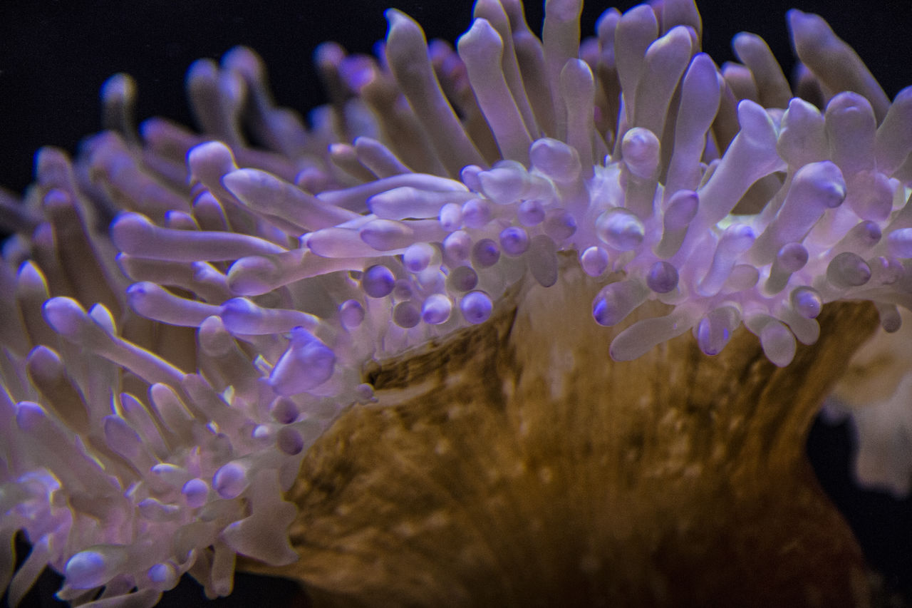 CLOSE-UP OF CORAL UNDERWATER IN SEA