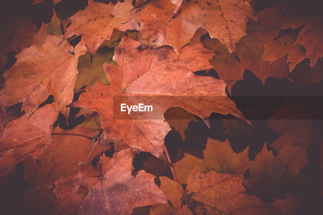 CLOSE-UP OF DRY MAPLE LEAVES ON AUTUMNAL