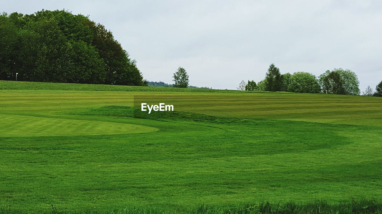 Trees on grassy field