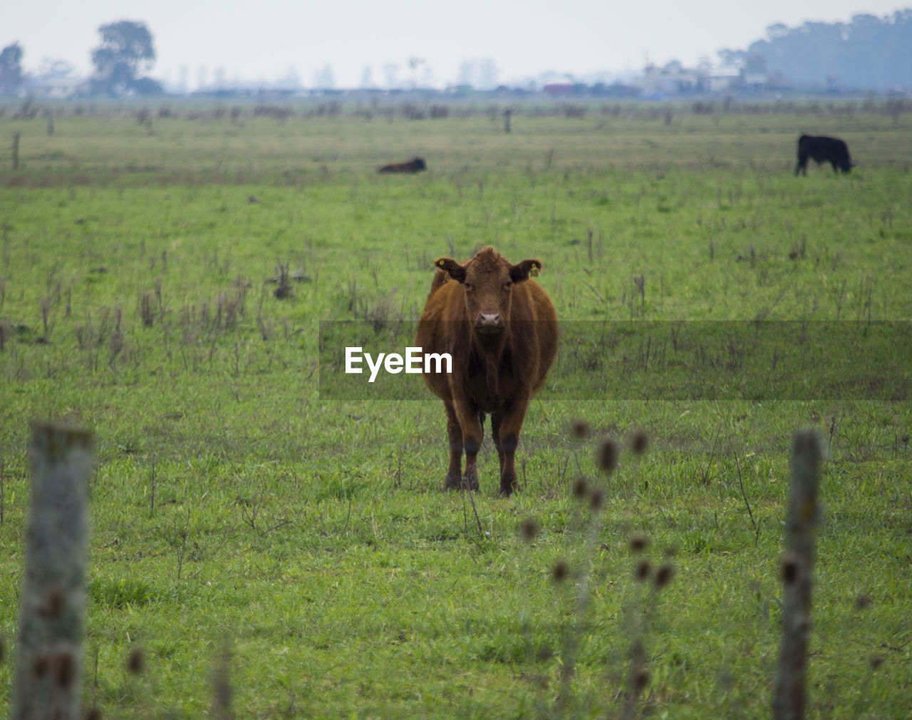 Cow in a field