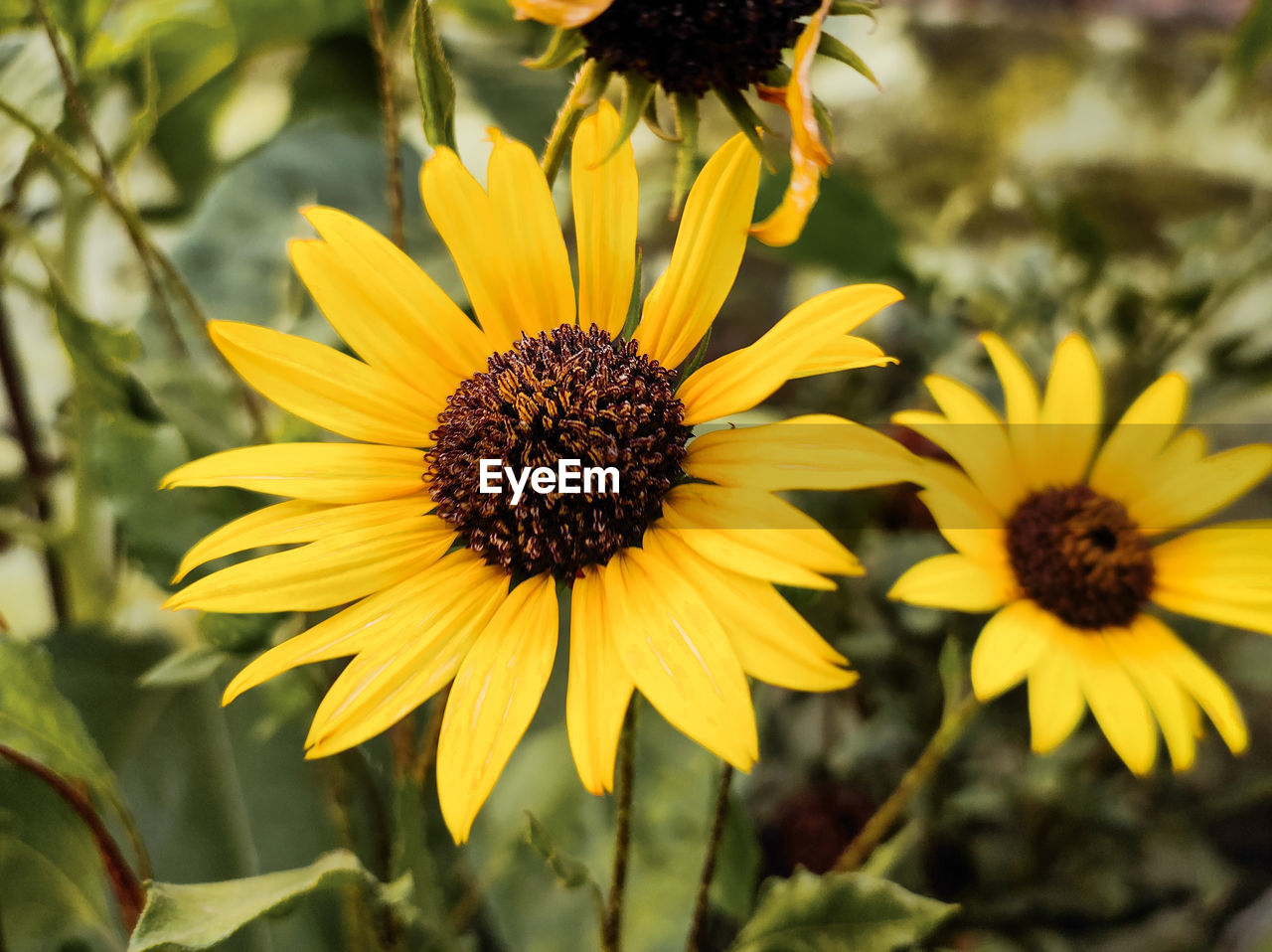 flower, flowering plant, plant, freshness, beauty in nature, yellow, flower head, growth, nature, sunflower, petal, close-up, inflorescence, fragility, no people, pollen, focus on foreground, macro photography, botany, summer, outdoors, landscape, land, sunlight, day, black-eyed susan, wildflower, rural scene, animal wildlife, field, plant part, sky, blossom, springtime, selective focus