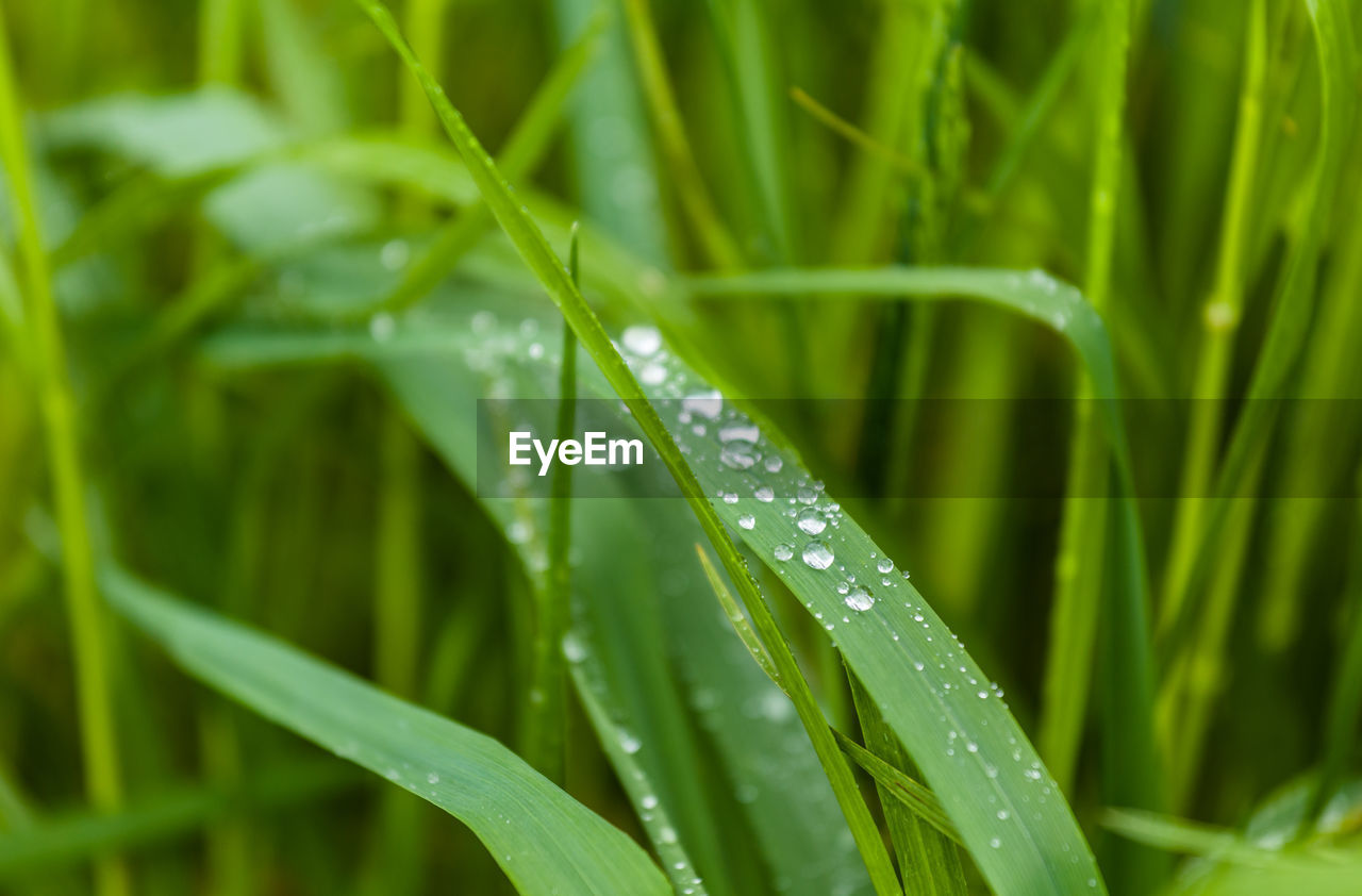 Close-up of water drops on grass