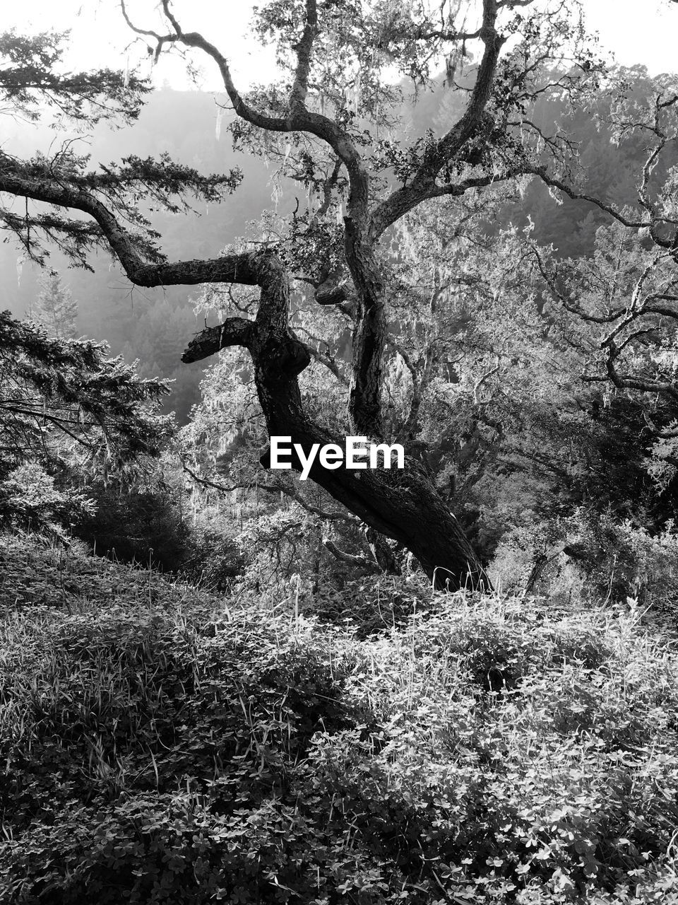 BARE TREES WITH SKY IN BACKGROUND