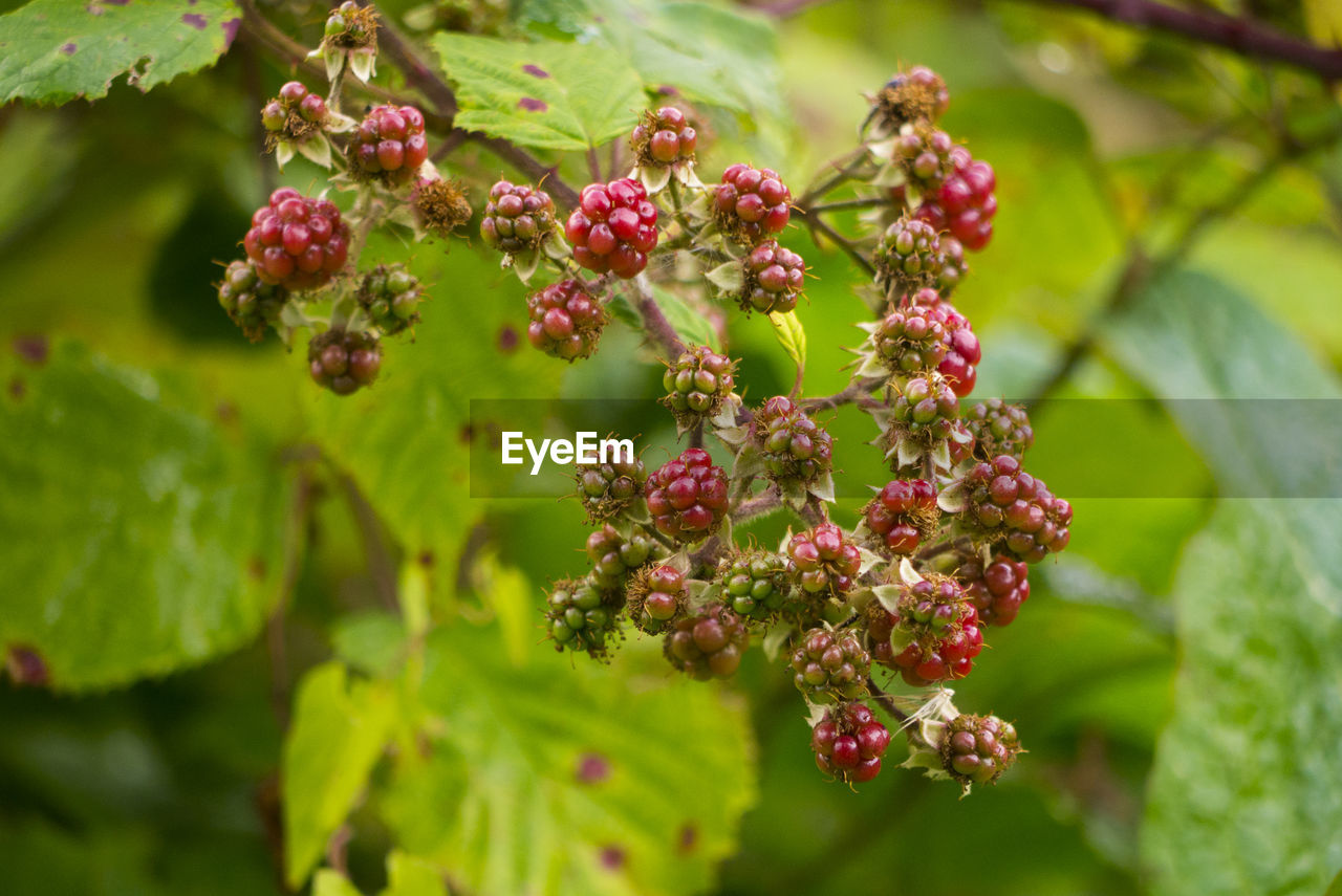 CLOSE-UP OF BERRIES GROWING ON TREE