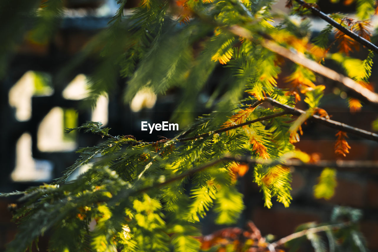 CLOSE-UP OF FRESH GREEN LEAVES ON BRANCH