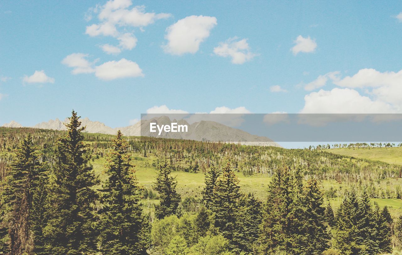 Trees on landscape against sky