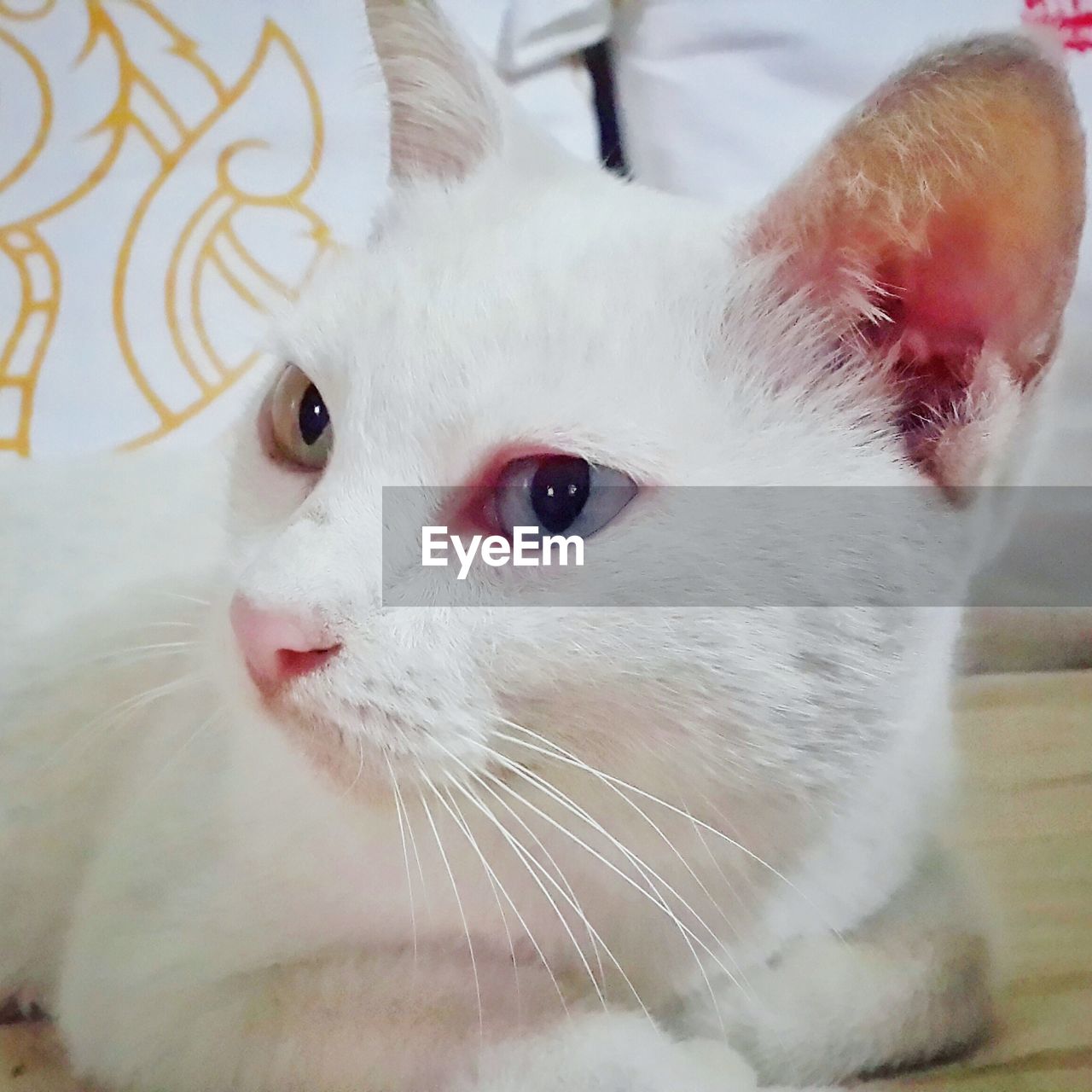 Close-up of cat looking away while sitting on couch