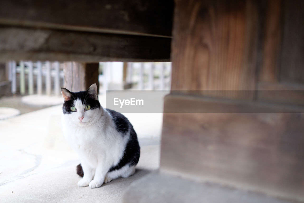 Cat sitting under table