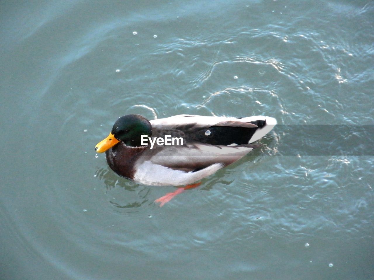 TWO DUCKS SWIMMING IN LAKE