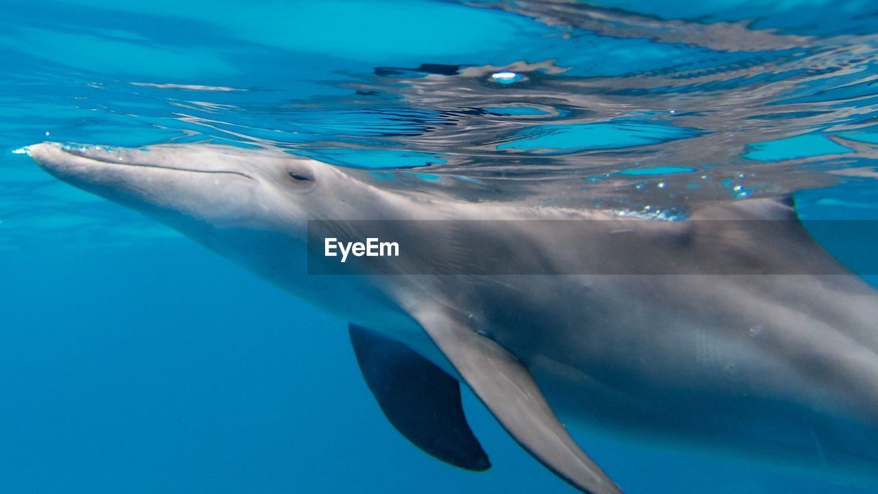 View of dolphin swimming in sea