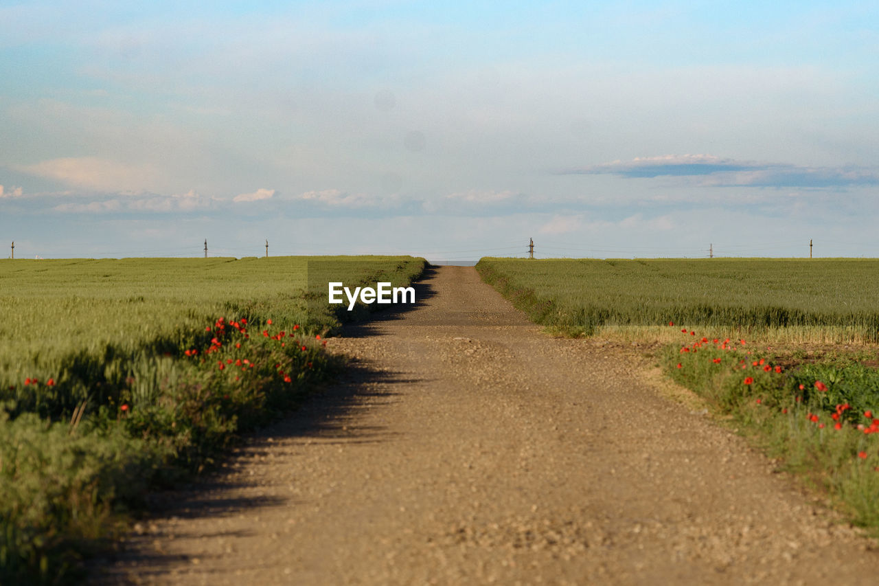 landscape, sky, plant, environment, land, field, nature, agriculture, beauty in nature, rural area, scenics - nature, rural scene, cloud, horizon, prairie, the way forward, plain, road, tranquility, growth, tranquil scene, grassland, diminishing perspective, hill, crop, grass, transportation, footpath, no people, farm, steppe, dirt road, vanishing point, dirt, horizon over land, day, non-urban scene, outdoors, soil, flower, natural environment, cereal plant, idyllic, in a row, flowering plant, travel, sunlight, meadow, green, food, morning