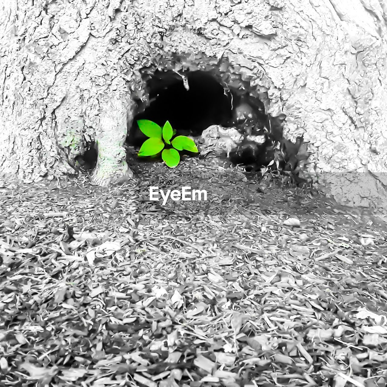PLANT GROWING OUTDOORS