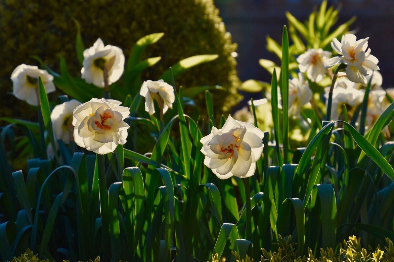 Close-up of flowers blooming in field