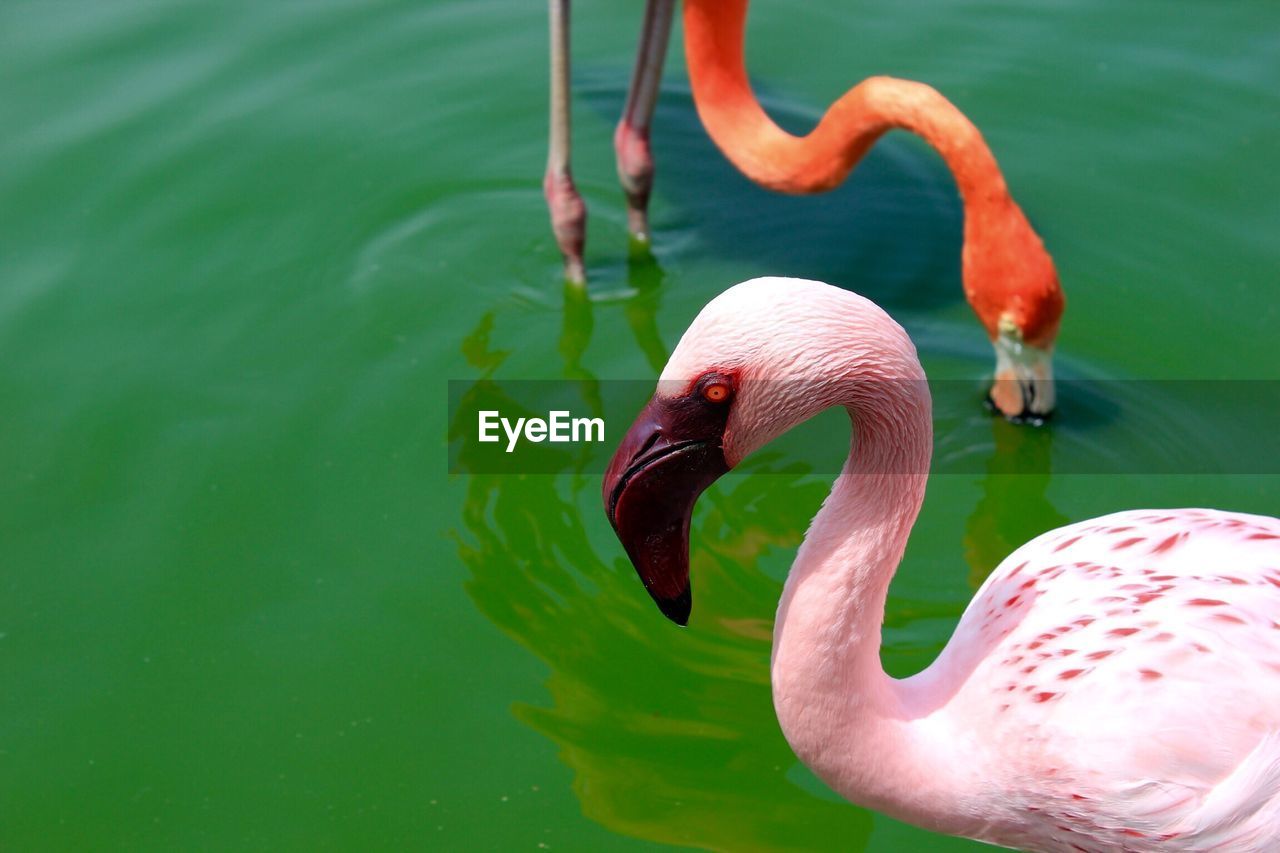 Close-up of flamingos in lake