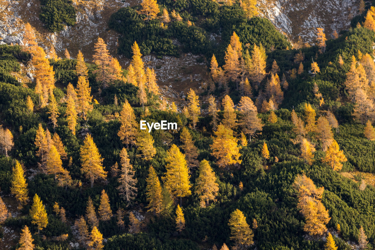 High angle view of pine trees in forest during autumn