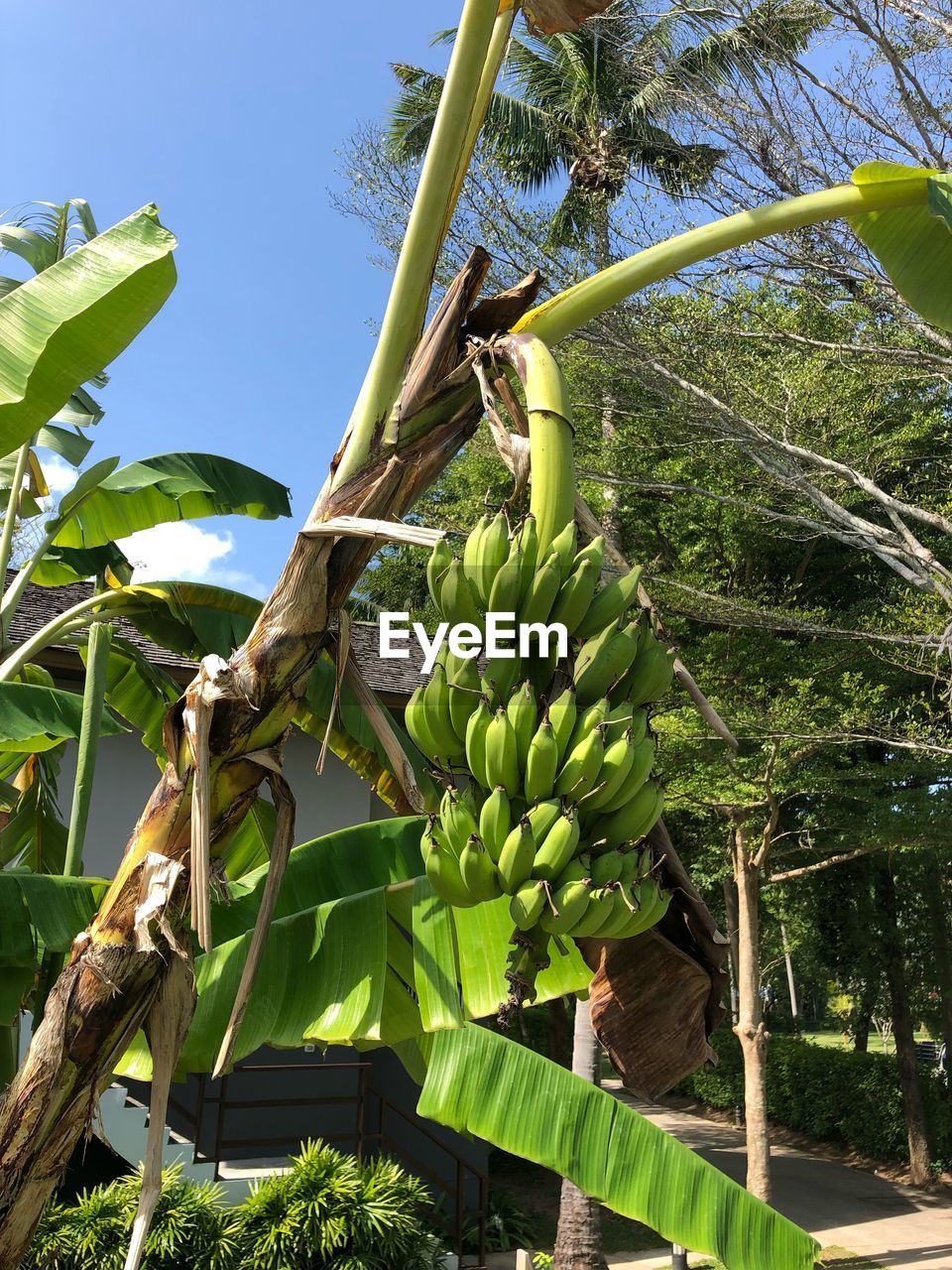 LOW ANGLE VIEW OF COCONUT PALM TREE LEAVES