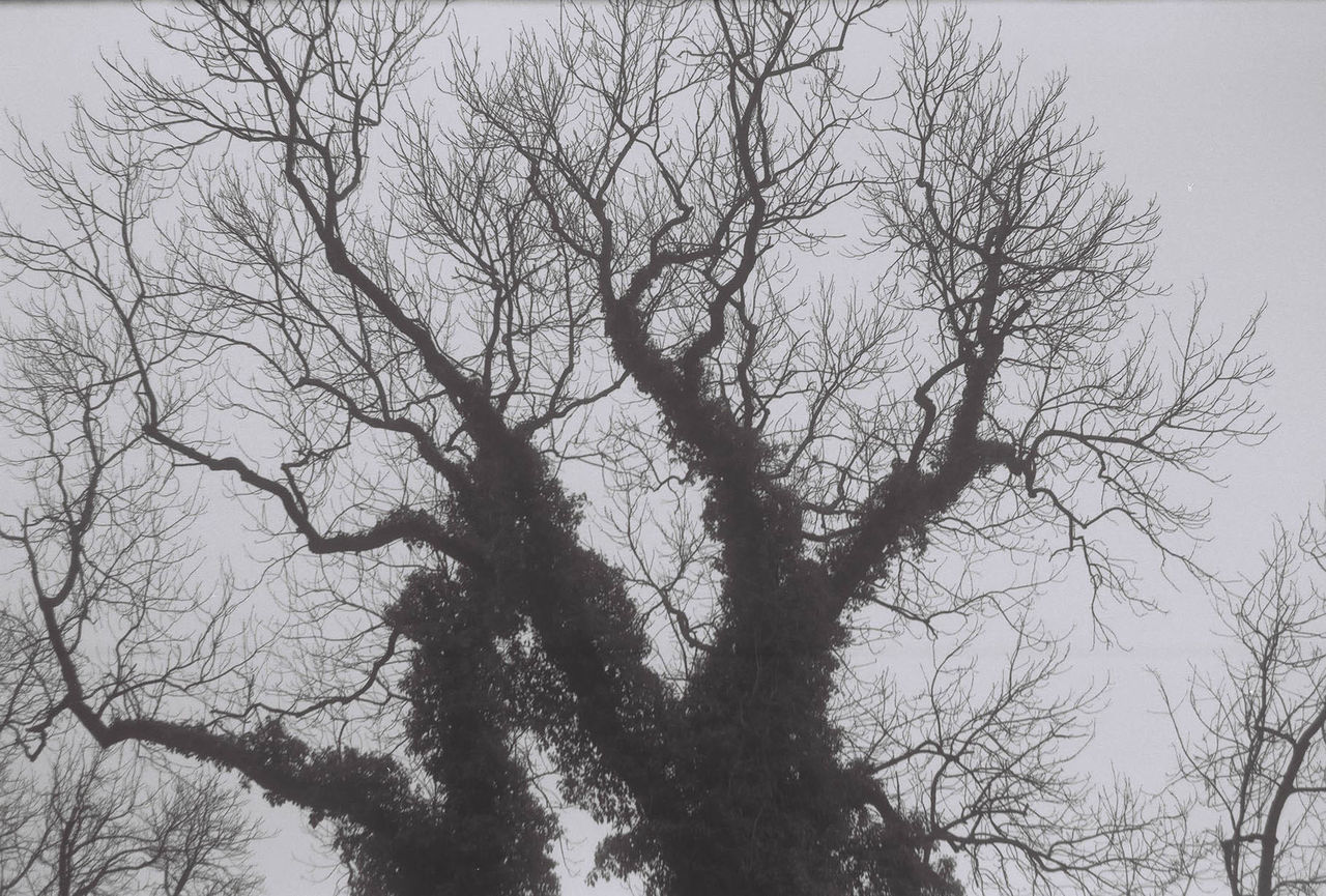 LOW ANGLE VIEW OF SILHOUETTE TREES AGAINST SKY