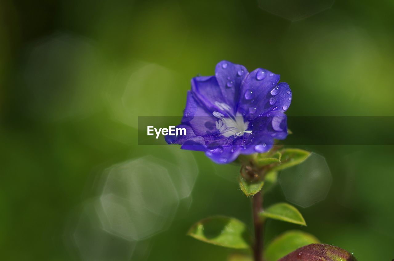 plant, flowering plant, flower, beauty in nature, nature, freshness, close-up, fragility, macro photography, growth, petal, purple, flower head, inflorescence, green, plant part, leaf, blossom, wildflower, no people, outdoors, blue, focus on foreground, botany, wet, springtime, day, plant stem, water, drop