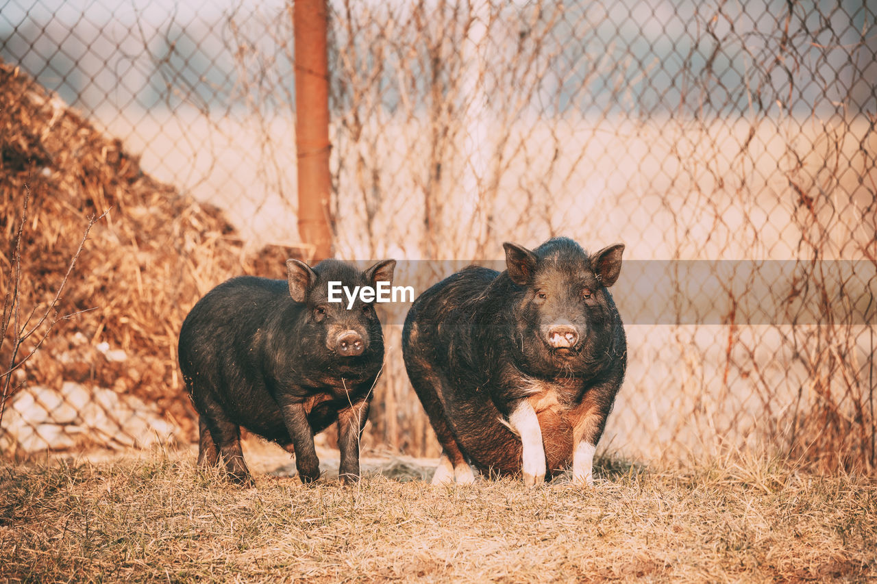 Pigs walking by fence