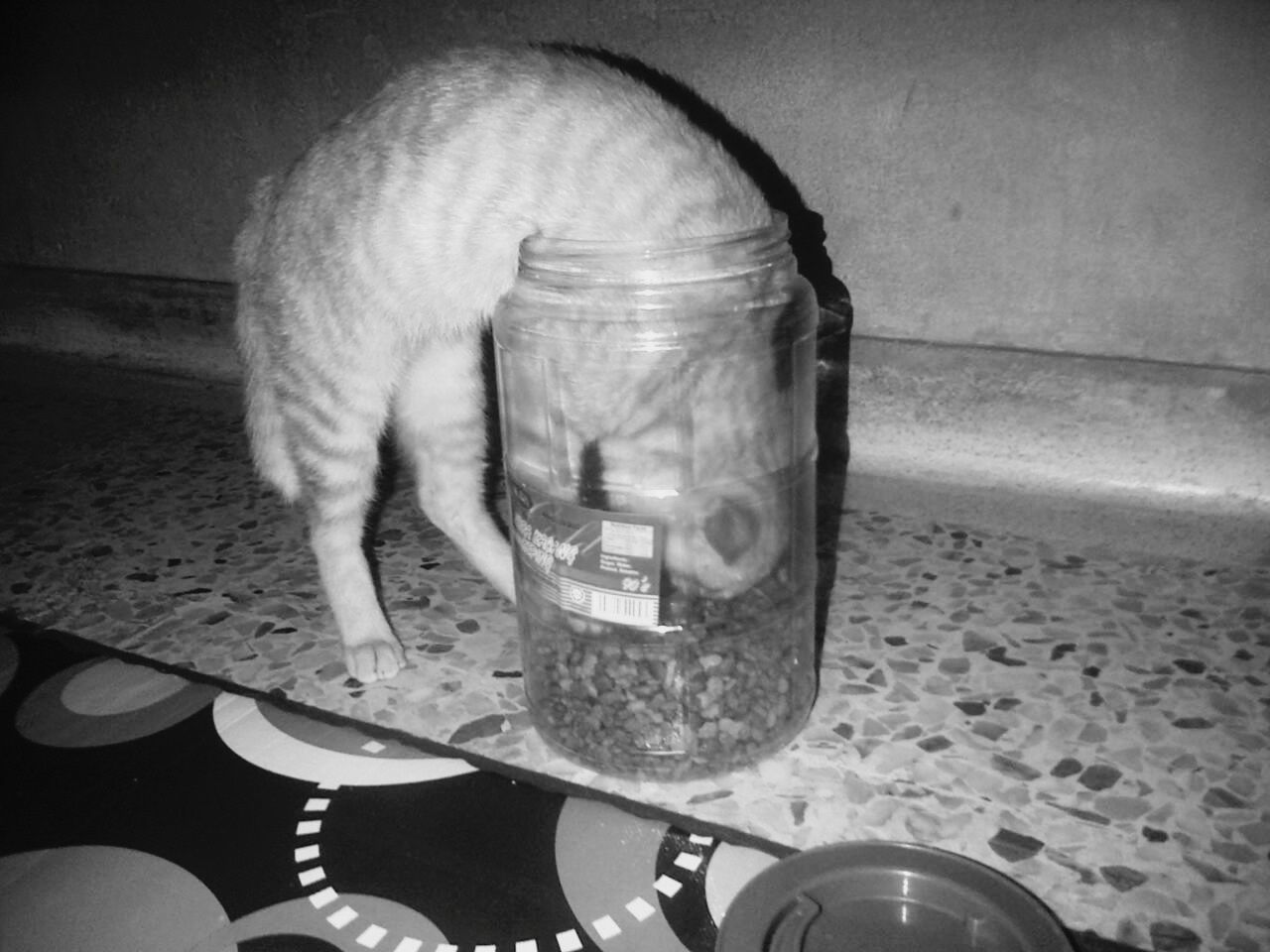 Cat eating food in container