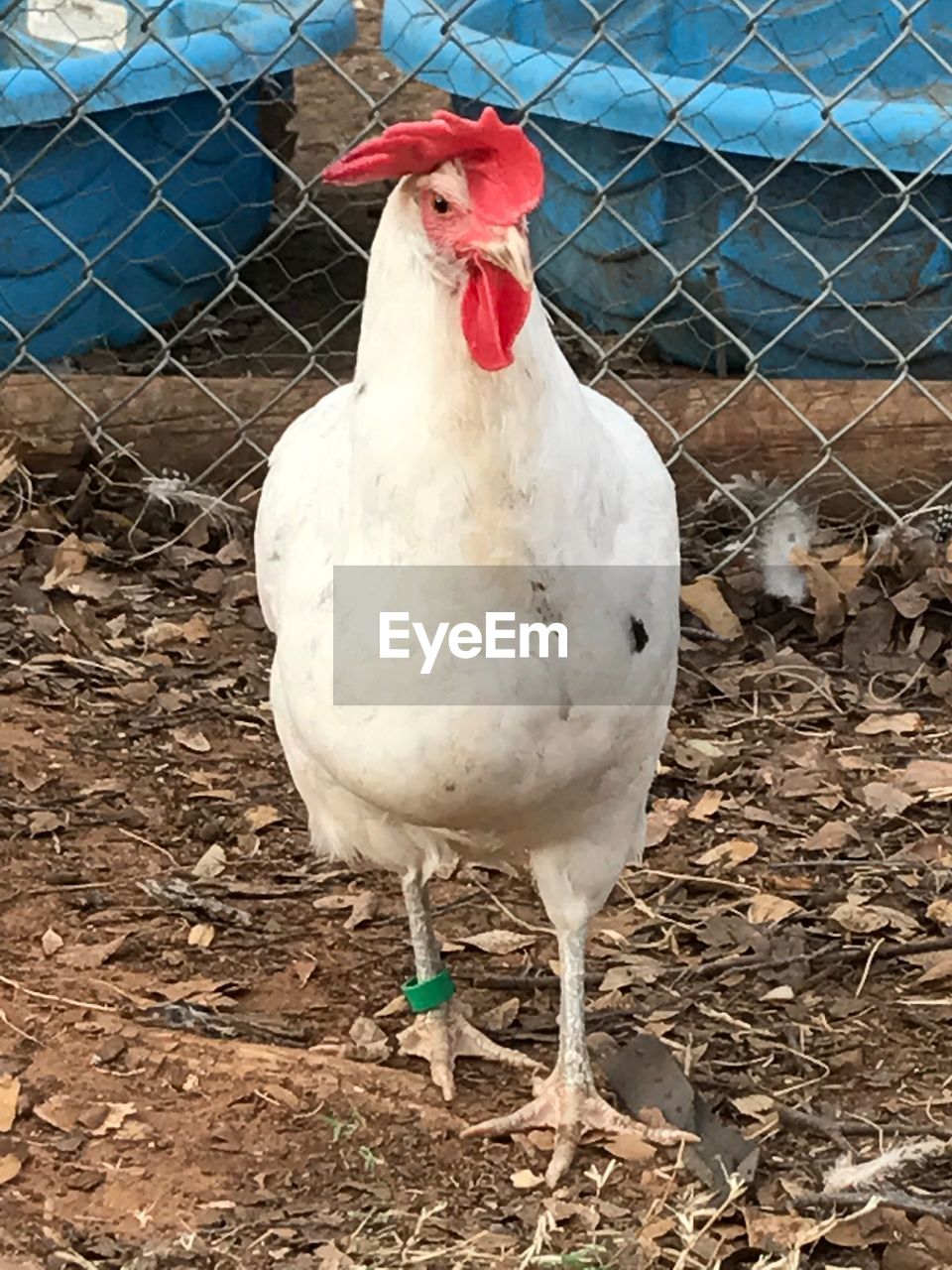 CLOSE-UP OF WHITE BIRD ON FIELD