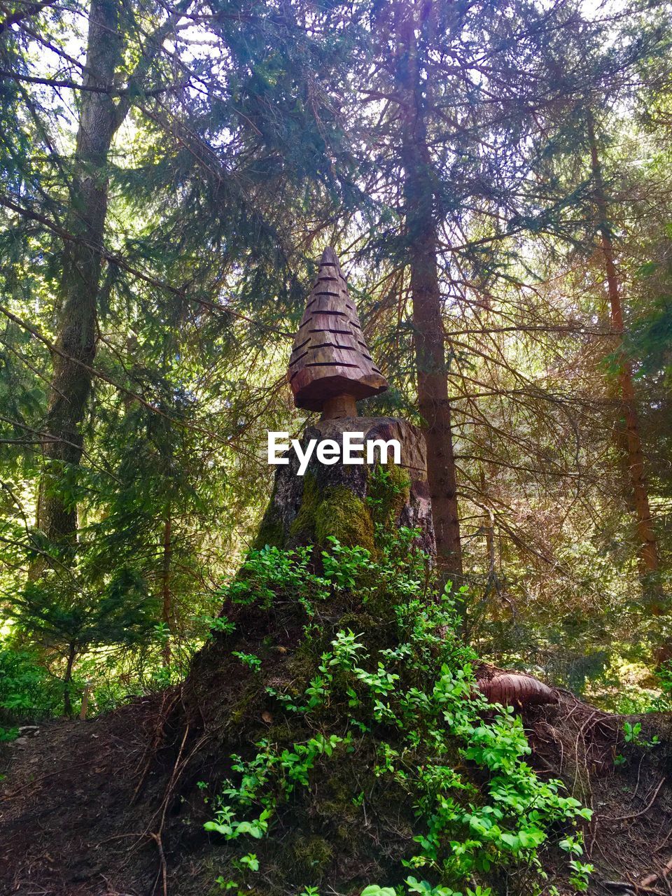 LOW ANGLE VIEW OF TREES AT FOREST