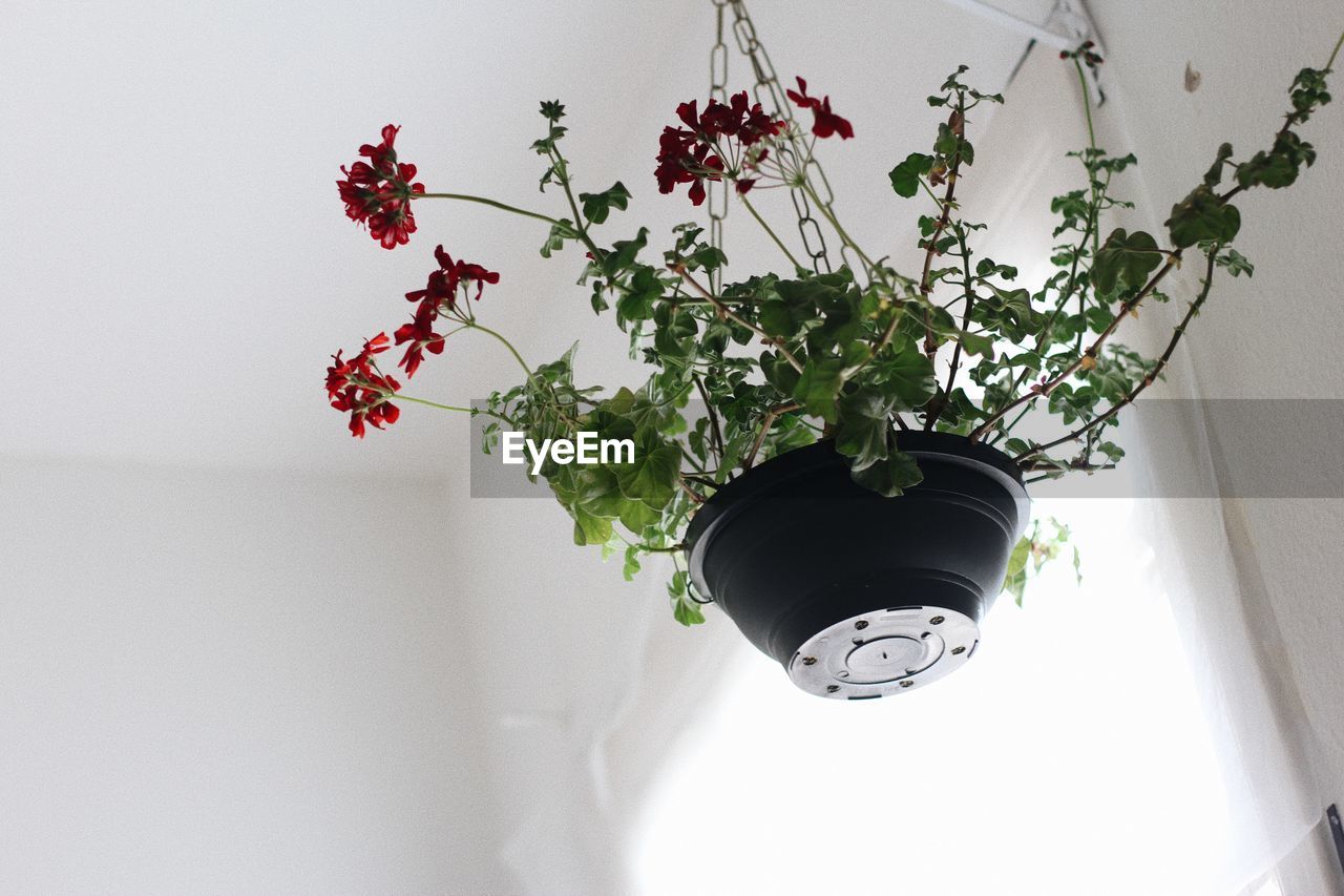 LOW ANGLE VIEW OF POTTED PLANT HANGING FROM CEILING